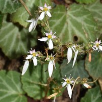 Saxifraga stolonifera Curtis